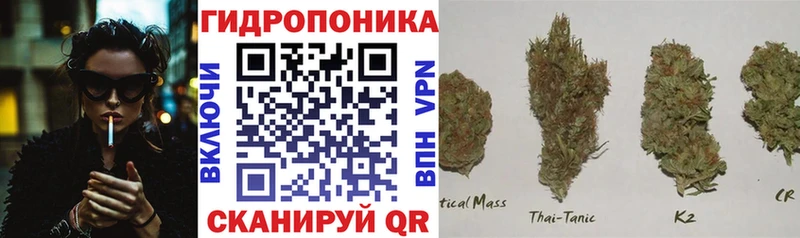 Канабис сатива  наркота  Дятьково 